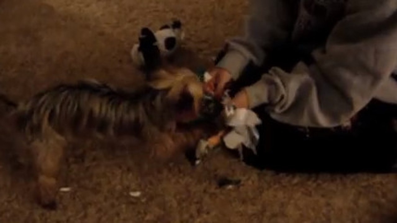 Un chiot découvre ses cadeaux de Noël