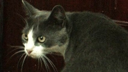 Ce chat moldave est un dealer de drogue ! Découvrez comment