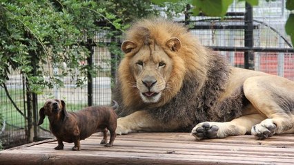 Découvrez l'incroyable histoire d'amour entre un teckel et un lion