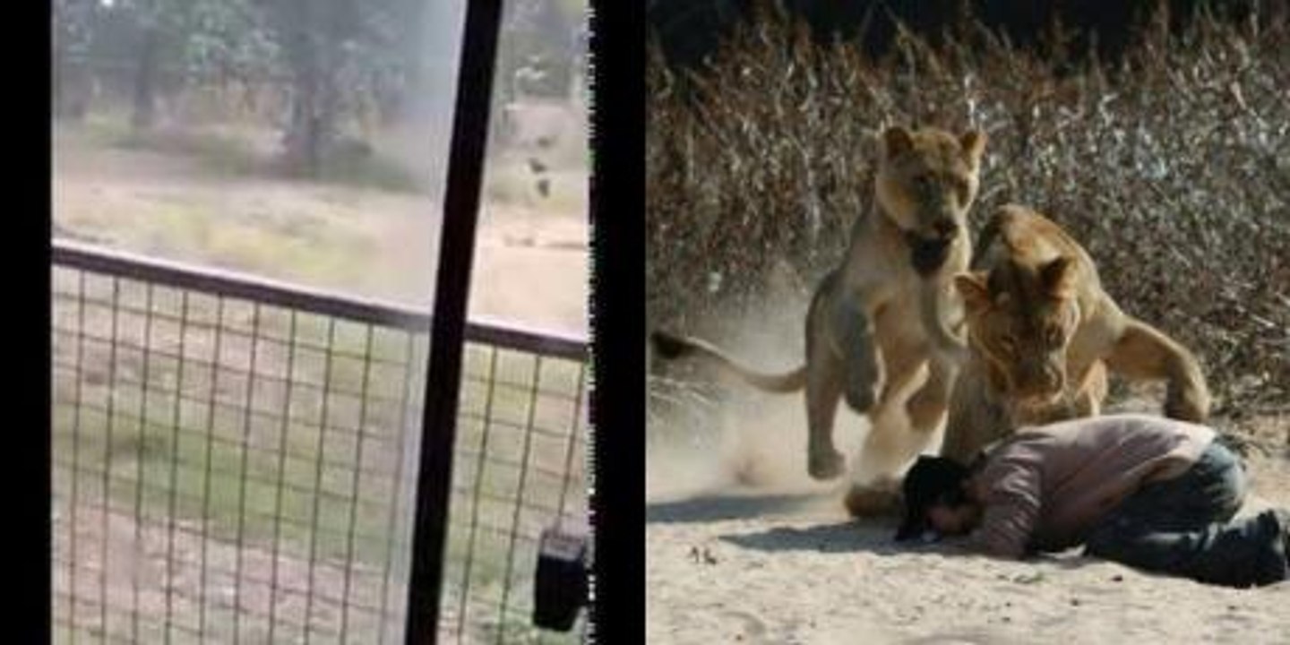 In Löwengehege eingedrungen: Mann wird vor Augen der Besucher zerfleischt (Video)