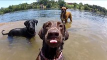 Regardez cette craquante compilation de ''Dog Faces'' filmées en GoPro