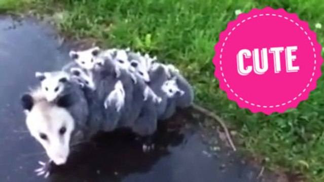 Une maman opossum promène ses 15 bébés