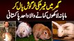 Ghar Me International Breed Ke Rabbits Paal Kar Monthly Lakhon Kamane Wala Pakistani