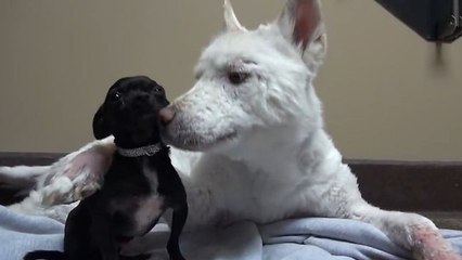 L'histoire émouvante de Miley, une chienne sauvée des ordures