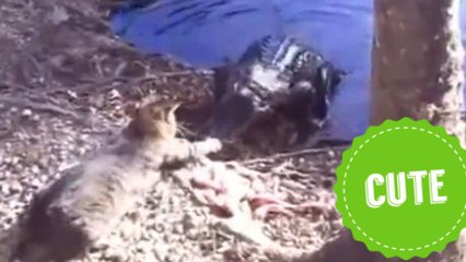Compilation des chats qui attaquent... des alligators !