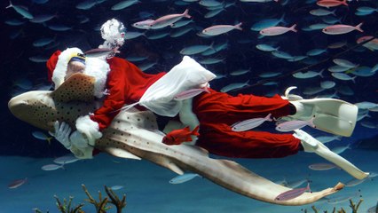 A Tokyo, un Père Noël nage avec les requins