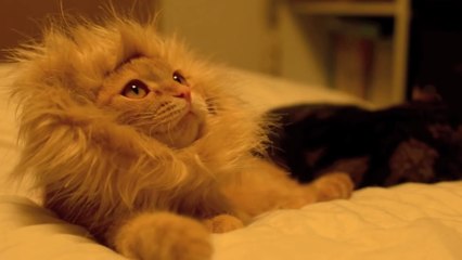 Voici comment transformer son chat en un véritable lion