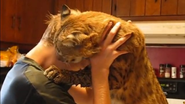 Un lynx roux a besoin de câlins