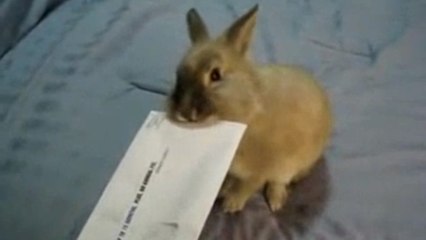 Ce lapin peut ouvrir vos lettres