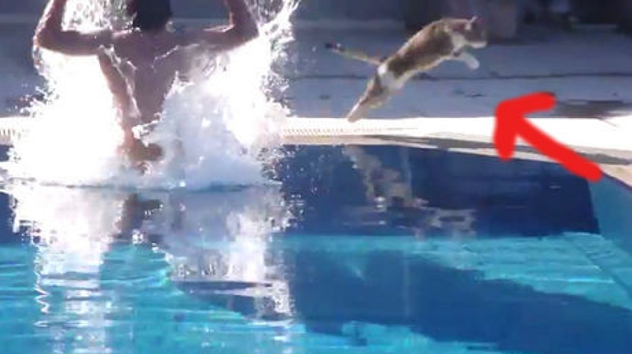 Au bord d'une piscine, ce chat a eu la plus grosse peur de sa vie