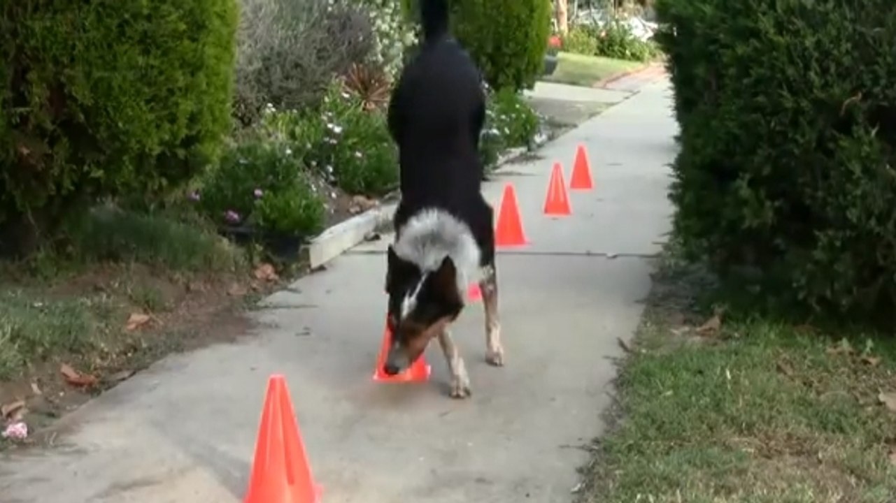Ce chien n'est pas comme les autres. Il sait faire des tours incroyables