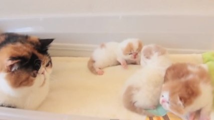 Cette maman chat vient d'avoir des petits. Mais que peuvent-ils bien se dire ?