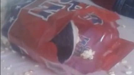 Ce cochon d'inde aime le pop corn. Peut-être un peu trop