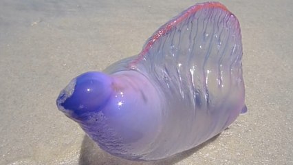Découvrez un animal incroyable : la vessie de mer