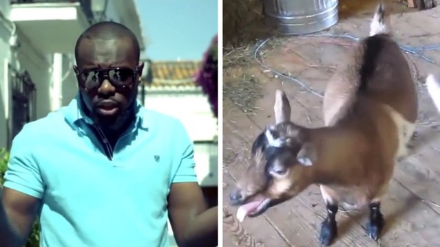 La chanson ''Bella'' de Maître Gims remasterisée avec des chèvres