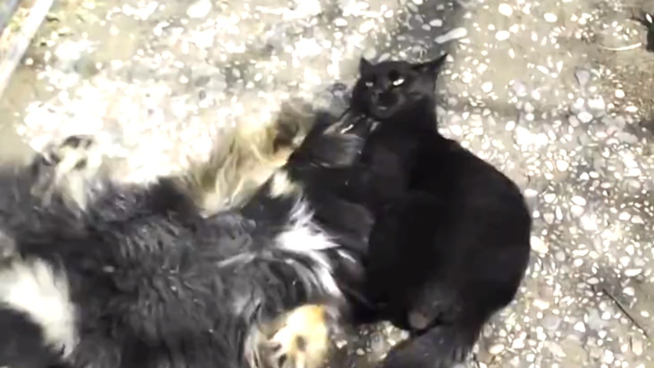 Un chat fait une prise de catch à un chien