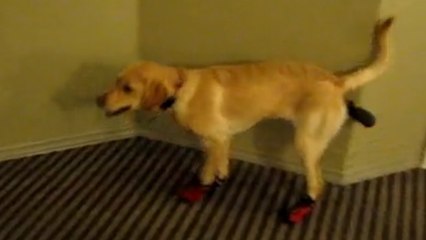 Un chien essaie de marcher avec des chaussures