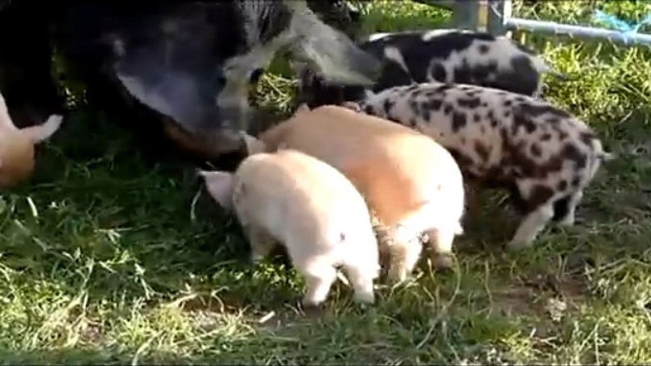 Un petit cochon apprend à voler