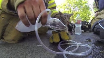 Un pompier sauve un chaton lors d'un incendie