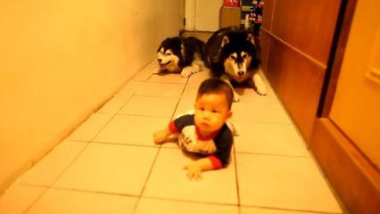 Deux huskys imitent un bébé qui rampe