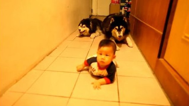Deux huskys imitent un bébé qui rampe
