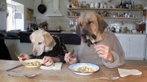 Deux chiens mangent attablés au restaurant