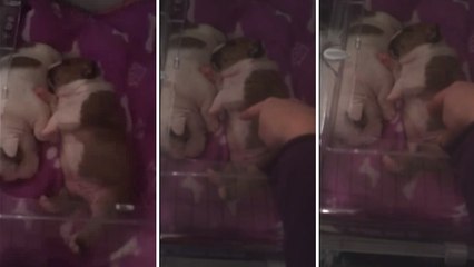 Ce chiot bulldog est le plus chatouilleux du monde. Ses réactions vont vous faire fondre