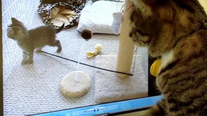 Si vous avez envie de faire une blague à votre chat, cette video est faite pour vous