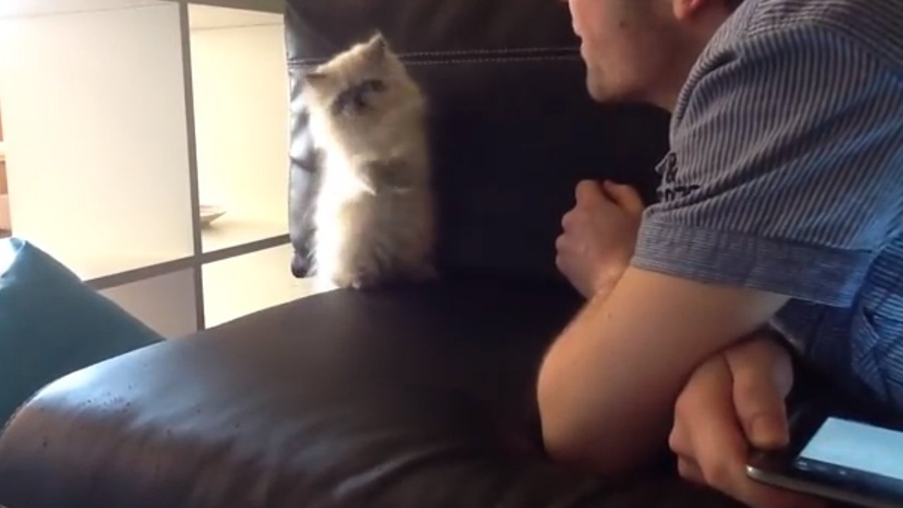 Un chaton essaye d'attraper le souffle de son maître