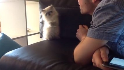 Un chaton essaye d'attraper le souffle de son maître