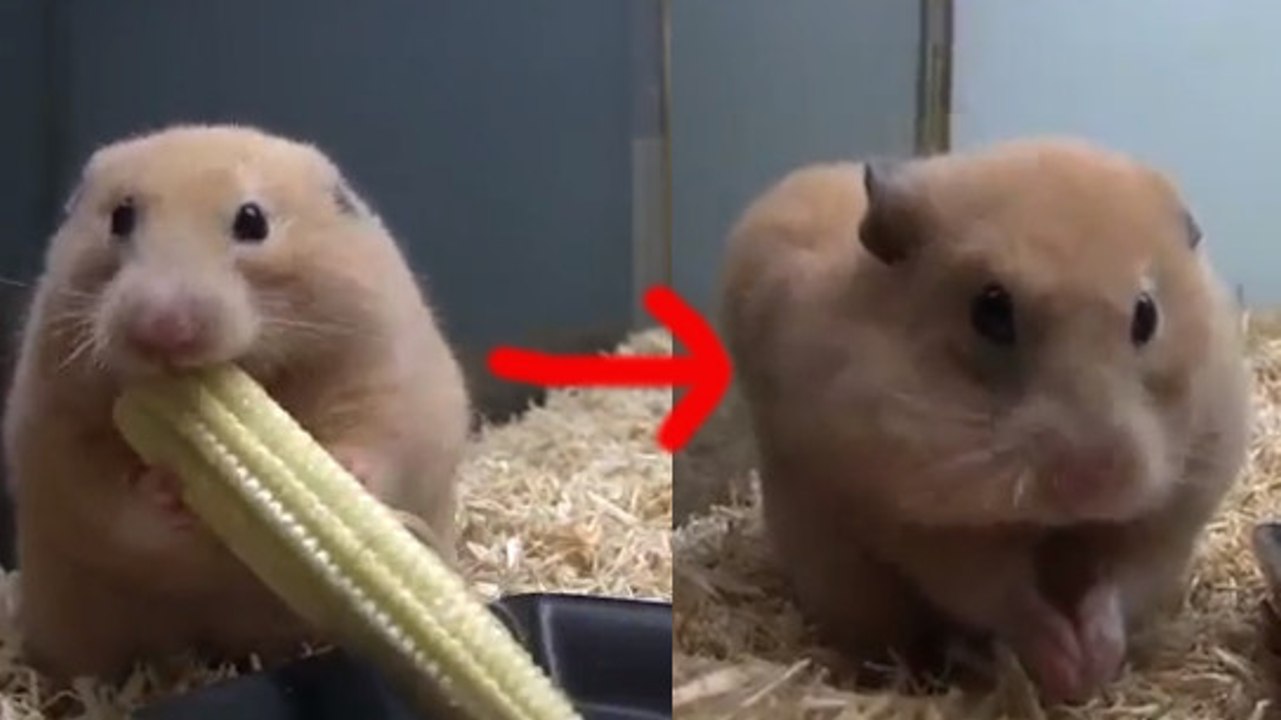 Un hamster tente de manger un épi de maïs