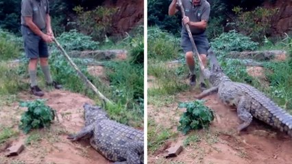 Il vaut mieux éviter d’embêter un crocodile. Et cet homme va vite le comprendre