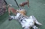 Un tigre et des chiens sont les meilleurs amis du monde
