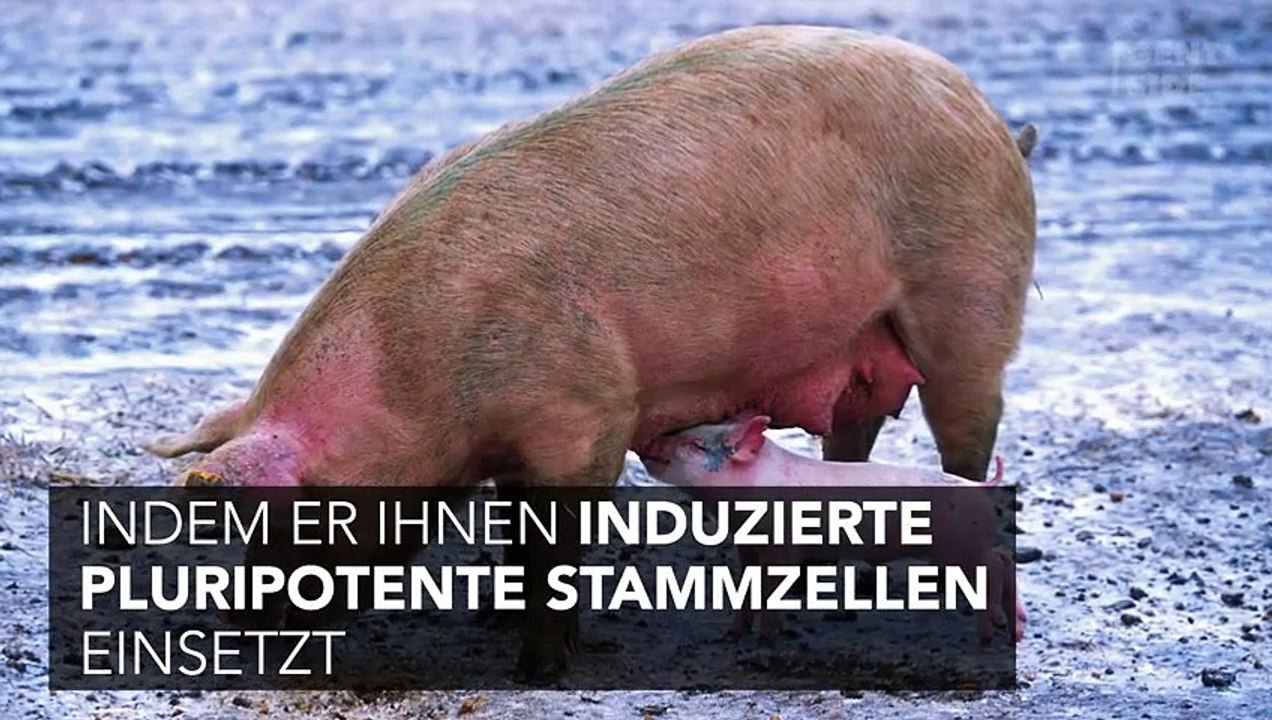 Spenderorgane sollen demnächst mit dieser Methode in Schweinen gezüchtet werden