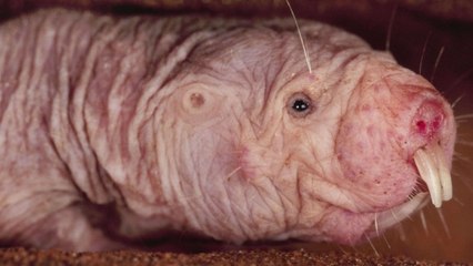 Cet animal est considéré comme le plus moche du monde. Pourtant, il pourrait tous nous sauver