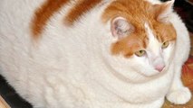 Top 5 des chats les plus gros du monde