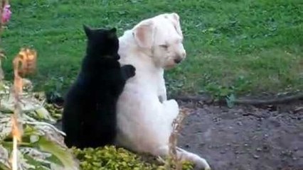 Qui a dit que les chiens ne s'entendaient pas avec les chats ?