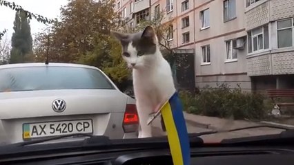 Un chat se fait avoir par un essuie-glace