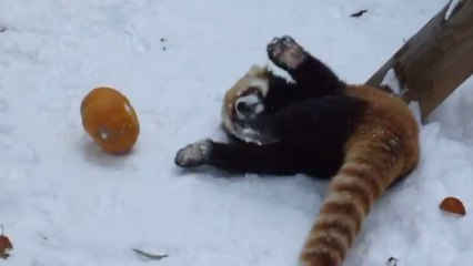 Un panda roux joue avec une citrouille