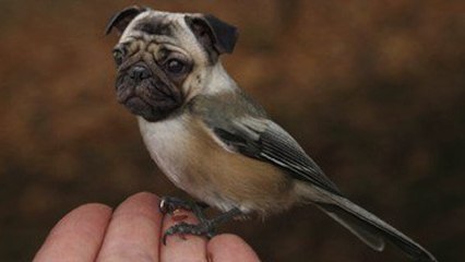 Découvrez les Dogbirds, ces créatures mi-chiens, mi-oiseaux