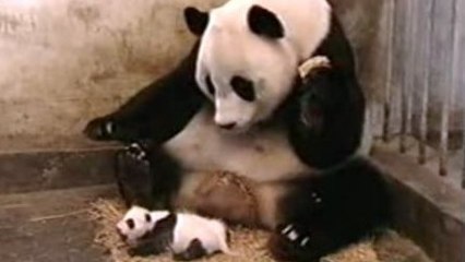 Un bébé panda fait peur à sa mère en éternuant