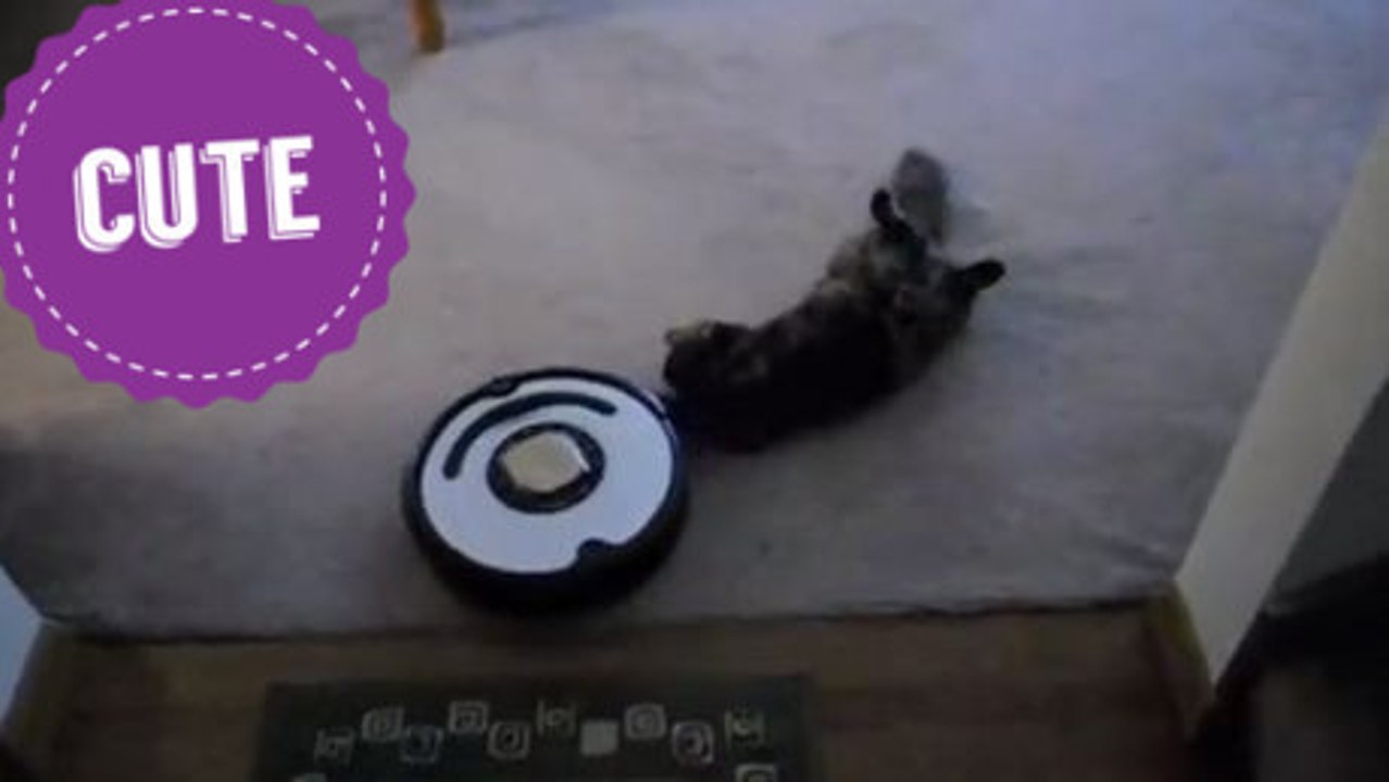 Ces chats adorent les robots aspirateurs