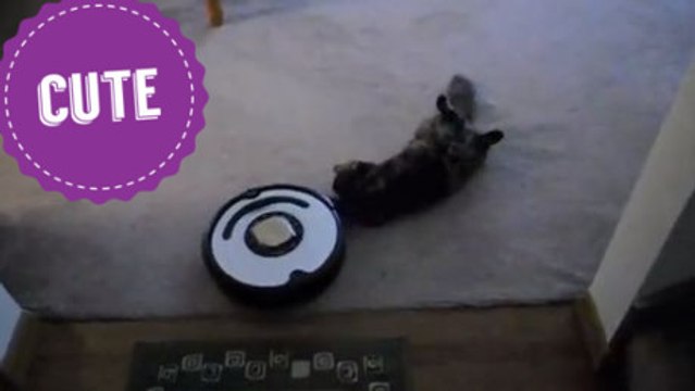 Ces chats adorent les robots aspirateurs