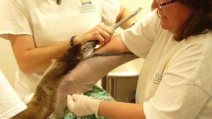 Ce pélican est chez le vétérinaire. Pour un souci bien particulier