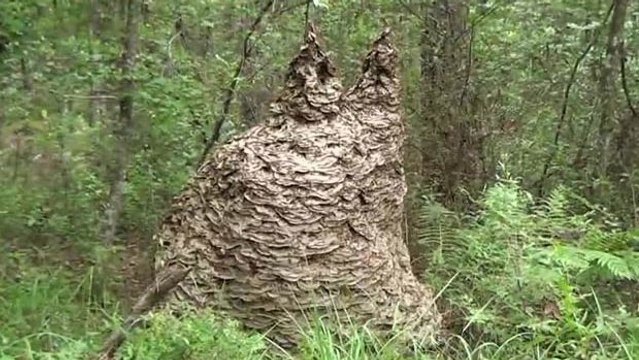 Ces guêpes sont redoutables. Découvrez leur façon d'attaquer