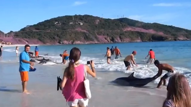 Au Brésil, les habitants ont fait preuve d'une immense solidarité envers les animaux