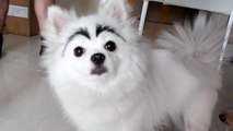 ''Dogs Eyebrows'' : la compilation des vidéos de chiens avec des sourcils
