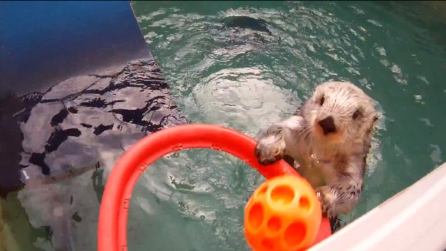 Cette loutre joue au basket
