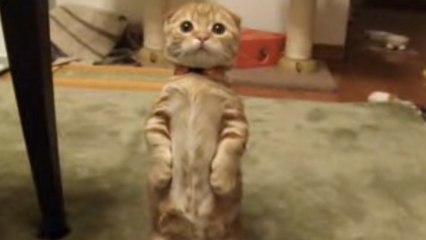 Incroyable : ce chat est le sosie du Chat Potté