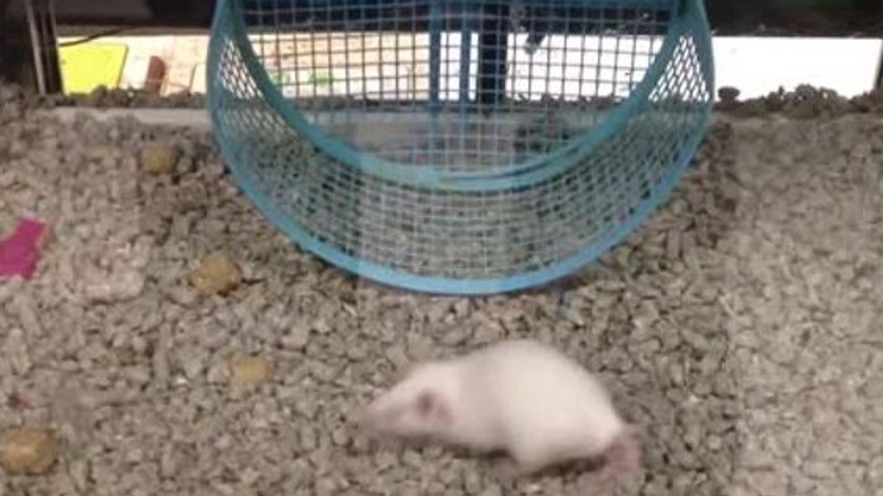 Cette souris n'a pas vraiment compris comment faire de la roue. Elle en fait à sa façon